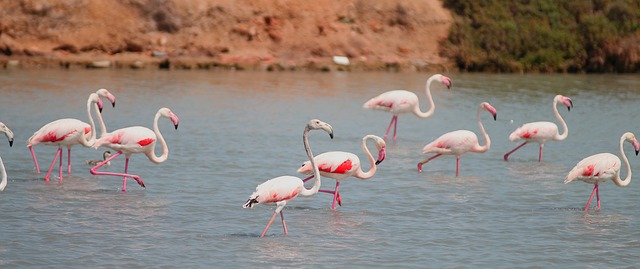 flamingos ibiza